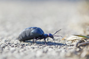 black and blue oil beetle, Meloe proscarabaeus black and blue oil beetle, Meloe proscarabaeus